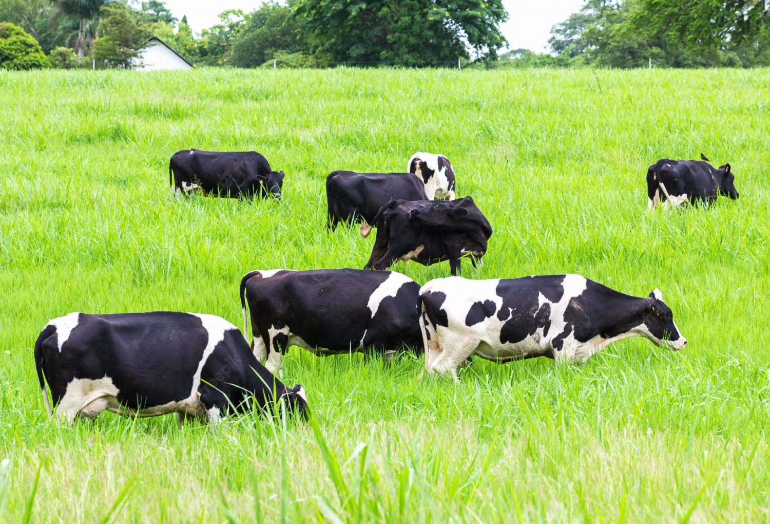 A importância de observar o gado diariamente: Garantindo a saúde e produtividade na pecuária