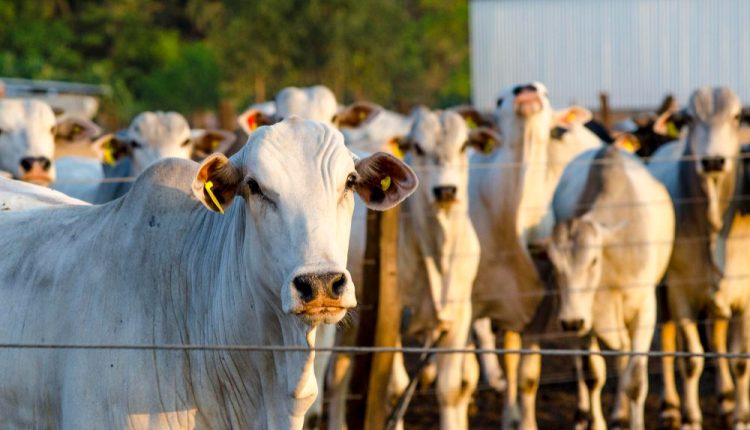 A importância de observar o gado diariamente: Garantindo a saúde e produtividade na pecuária
