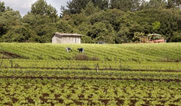 Indígenas e quilombolas poderão comprar imóvel rural com recursos da reforma agrária