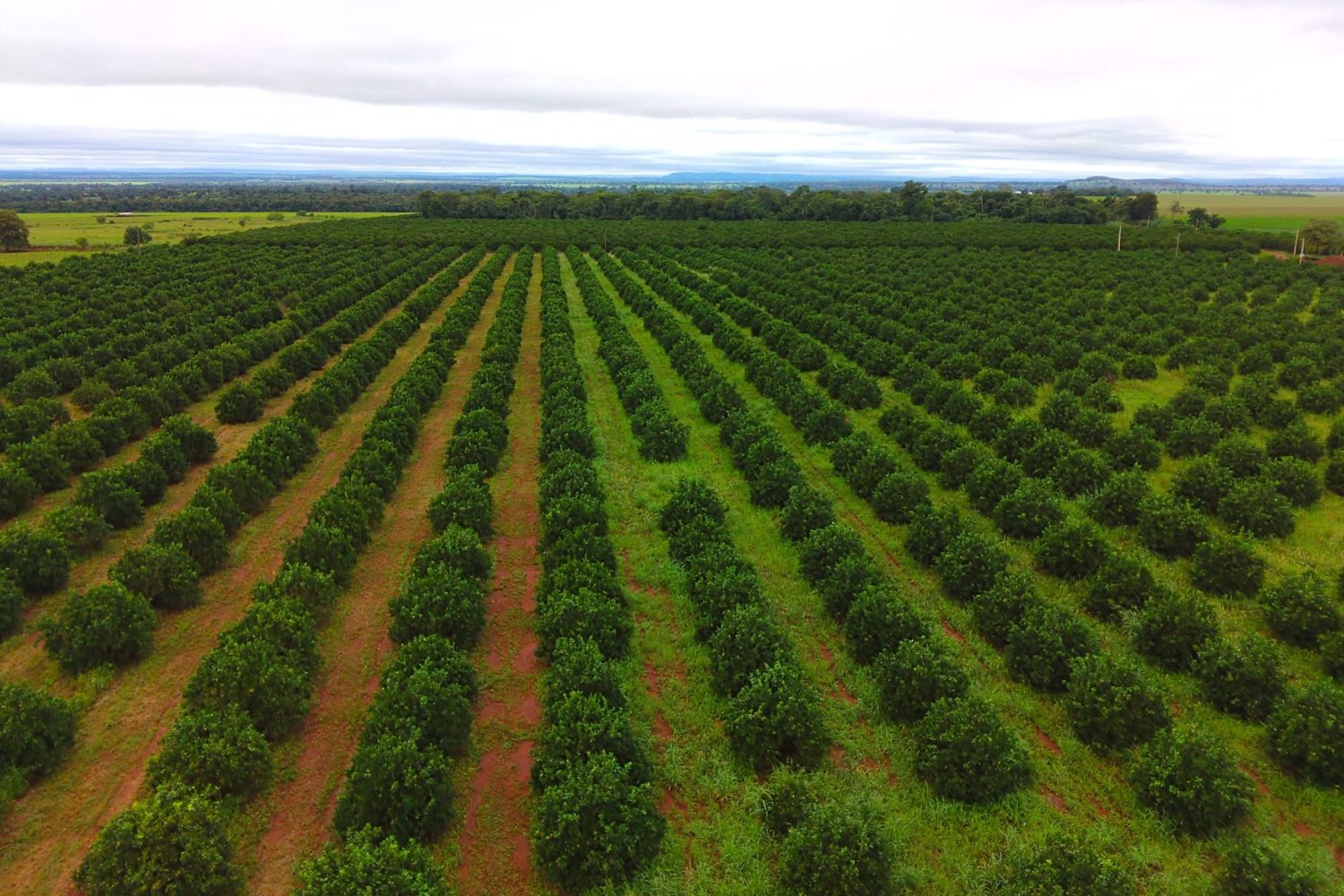 mato grosso do sul Plantacao-de-Laranja-Foto-Bruno-Rezende-18-scaled