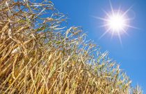 Câmara lança página especial sobre mudanças climáticas e produção de alimentos