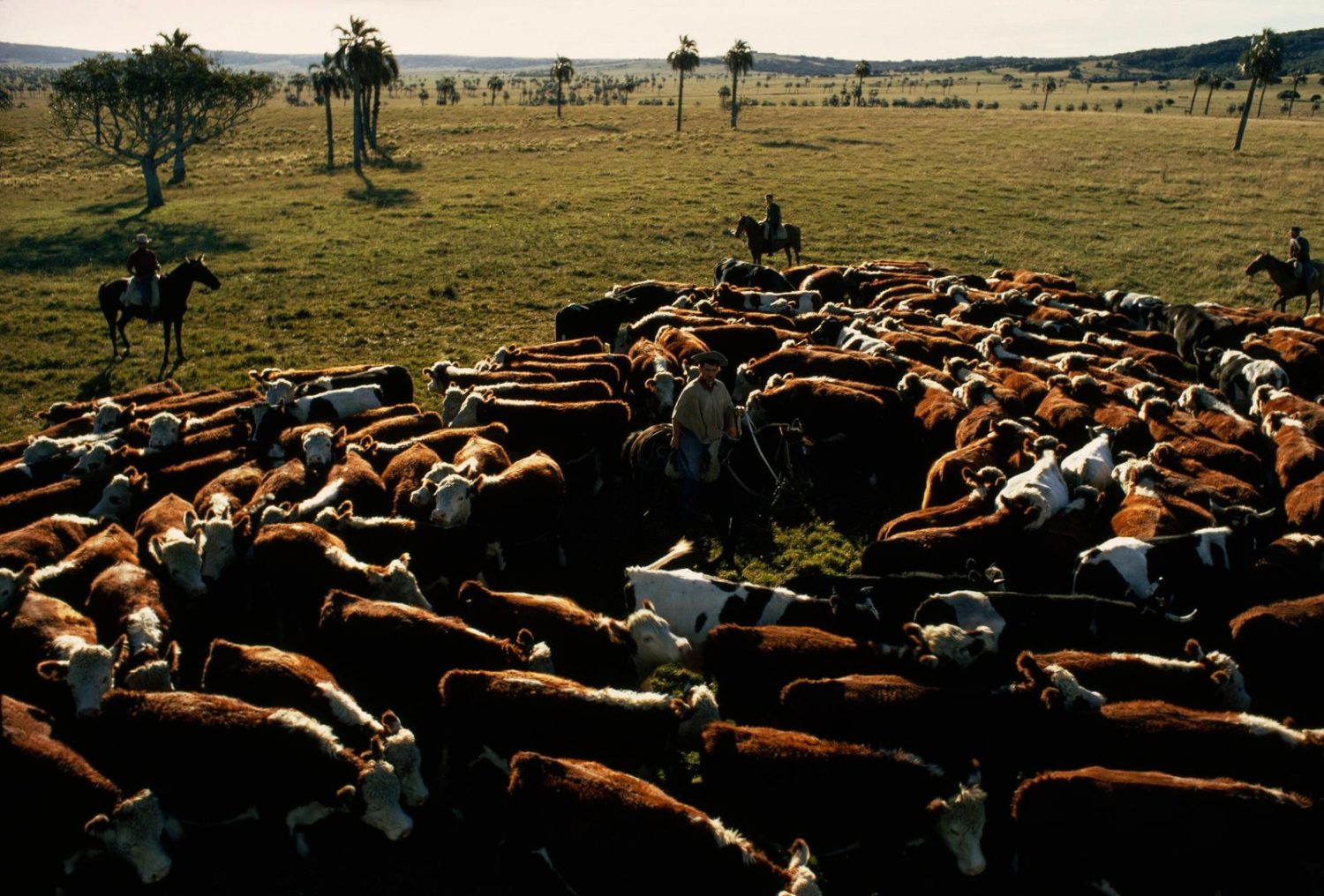 Pampas: Conheça o bioma presente no sul do Brasil e suas mudanças