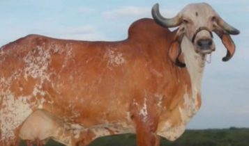 campeã da expozebu