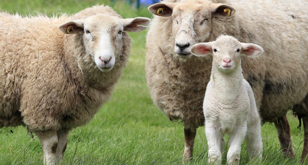 diferença entre cordeiro, Cabrito, Borrego e Anho