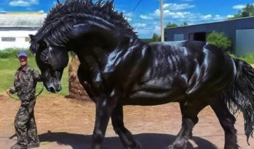 raças de cavalo de você não conhecia
