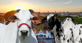 Vacas mais caras da ExpoZebu