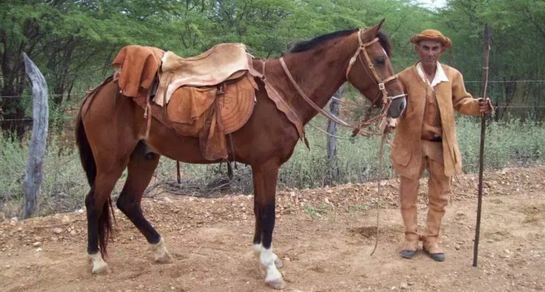 cavalo nordestino