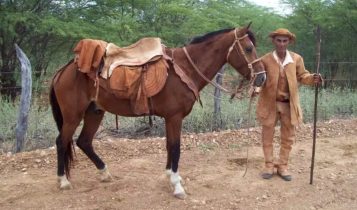 cavalo nordestino