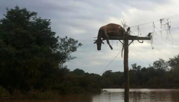 Animais no Rio Grande do Sul