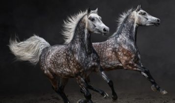 origem das raças de cavalo