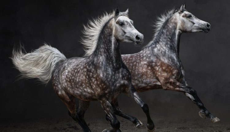 origem das raças de cavalo
