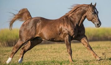 raça de cavalo mais usada do mundo