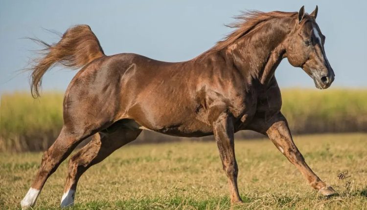 raça de cavalo mais usada do mundo