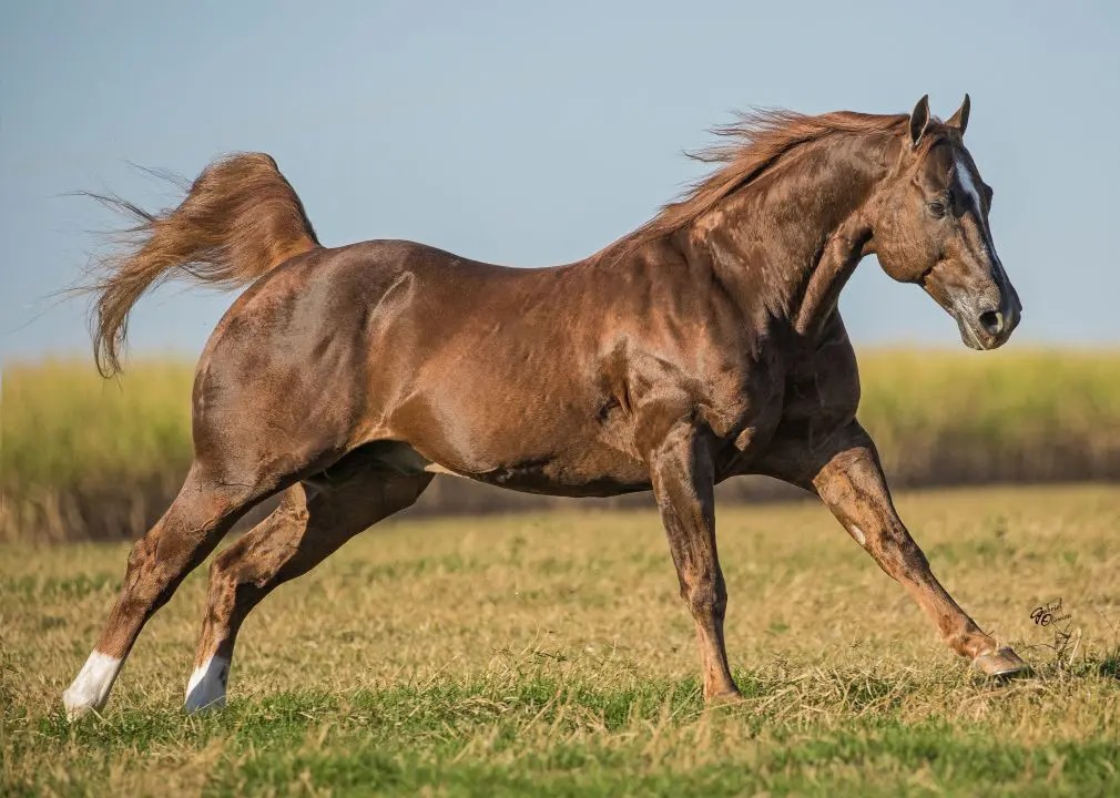 raça de cavalo mais usada do mundo