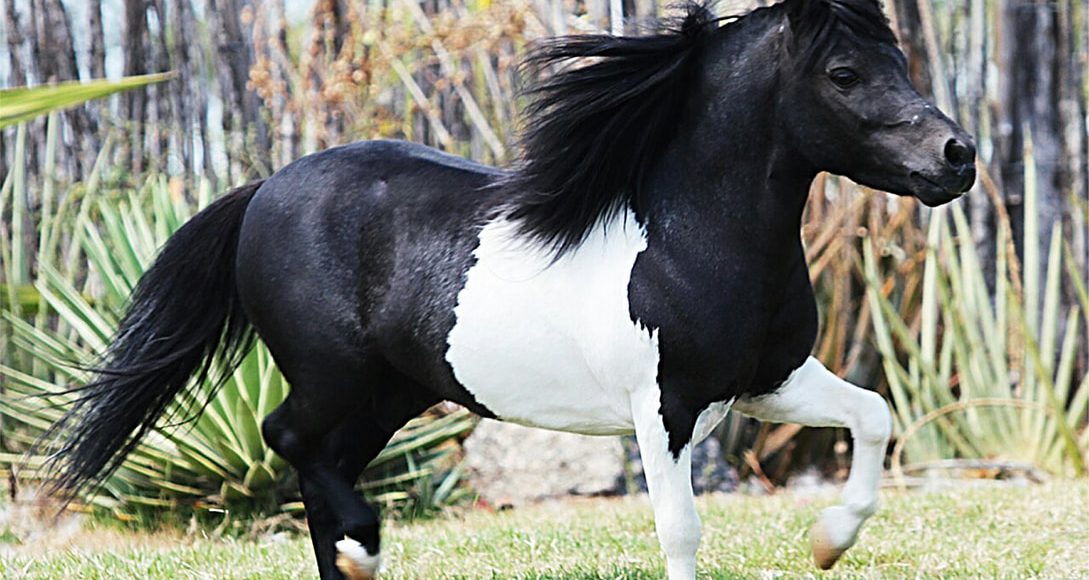 raça de cavalo mais barata do brasil