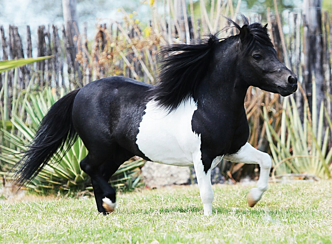 Conheça a raça de cavalo mais barata do Brasil