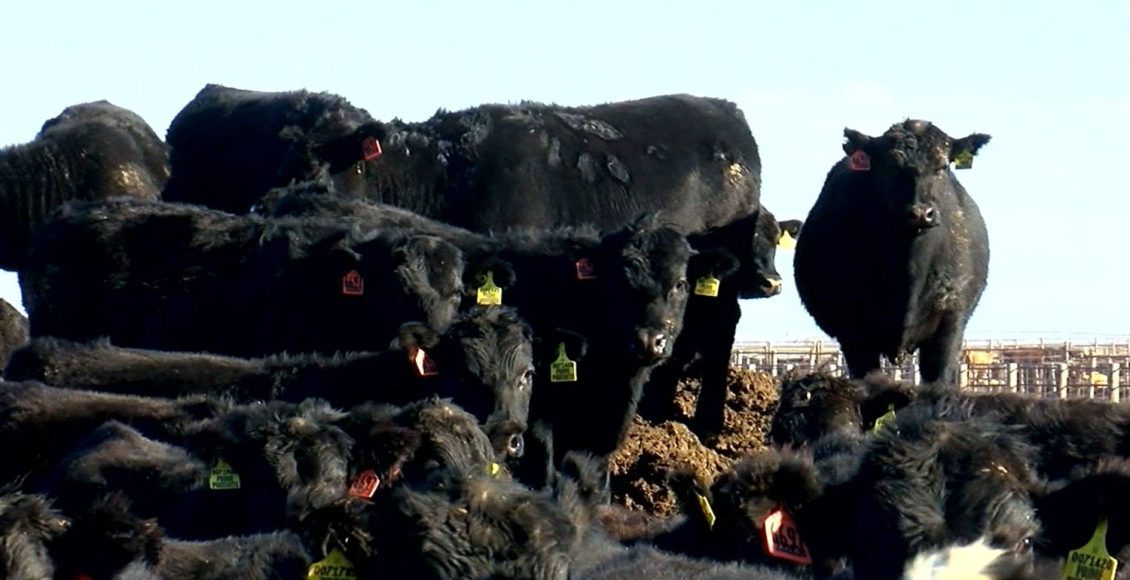 Pecuaristas montam confinamento para 150.000 bovinos com aposta no 'beef-on-dairy'
