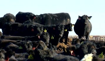 Pecuaristas montam confinamento para 150.000 bovinos com aposta no 'beef-on-dairy'