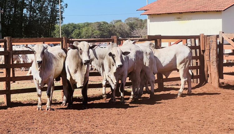 Prova de ganho de peso destaca evolução genética no Tocantins