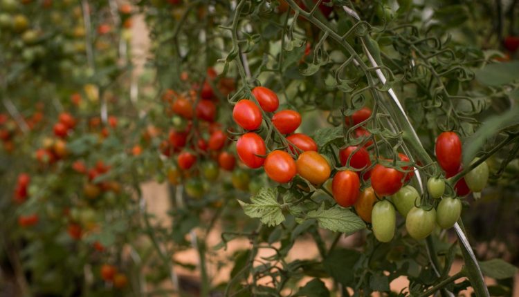 Biotrop e Sakata realizam Hortinov - inedito dia de campo com inovacoes em hortalicas e uso de tecnologias biologicas