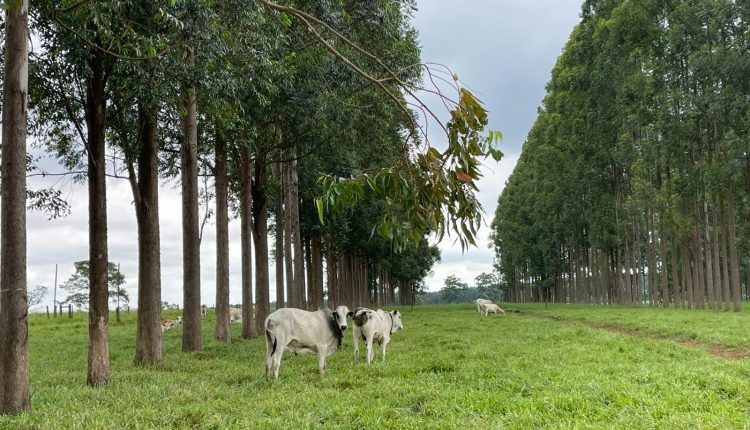 Instituições do agro debatem integração lavoura-pecuária no 1º Circuito Aprofir-Embrapa