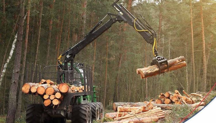 Mercado florestal ganha protagonismo e abre novas oportunidades no campo