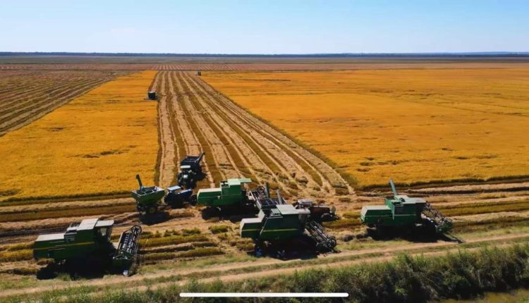 Fazenda vai a Leilão no Pantanal