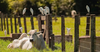 Dia Mundial do Meio Ambiente: O papel sustentável da agropecuária