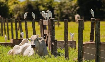 Dia Mundial do Meio Ambiente: O papel sustentável da agropecuária