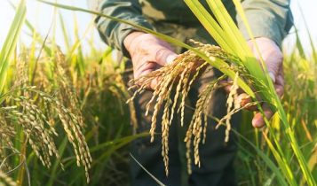 Produtores de MT investem no plantio de arroz no Cerrado como opção para 2ª e 3ª safra