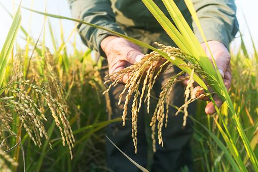 Produtores de MT investem no plantio de arroz no Cerrado como opção para 2ª e 3ª safra