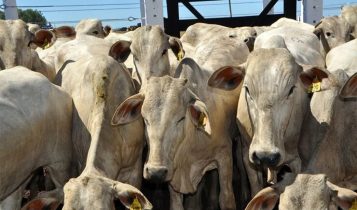 Leilão de Gado de Corte ofertará mais de 1,2 mil animais na Bahia Farm Show