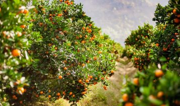 Relatório mostra quebra histórica na produção de laranja no Cinturão Citrícola