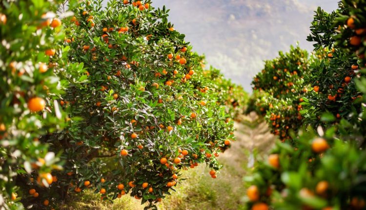 Relatório mostra quebra histórica na produção de laranja no Cinturão Citrícola