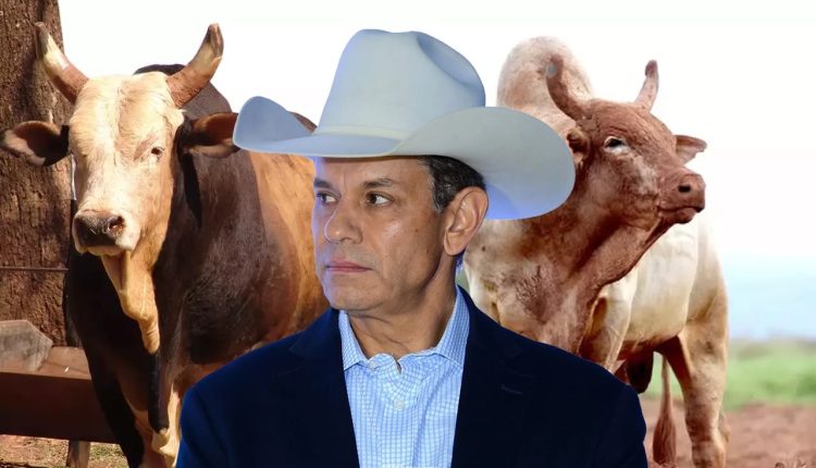 Paulo Emilio entre os touros Bandido e Agressivo