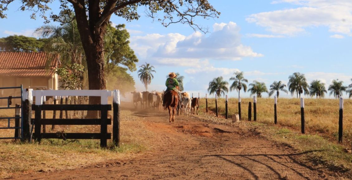 Rebanho de rodeio Cia Paulo Emilio na Fazenda Santa Martha