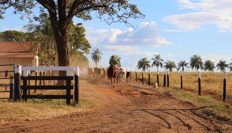 Rebanho de rodeio Cia Paulo Emilio na Fazenda Santa Martha