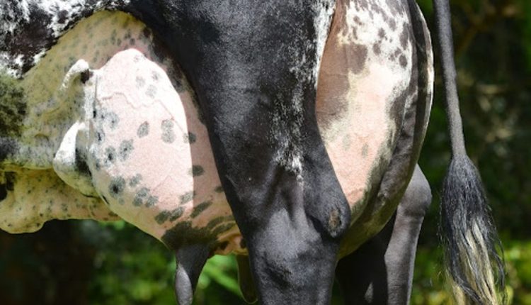 Vaca Girolando é a nova recordista produzindo 102,320 kg/leite; Vídeo