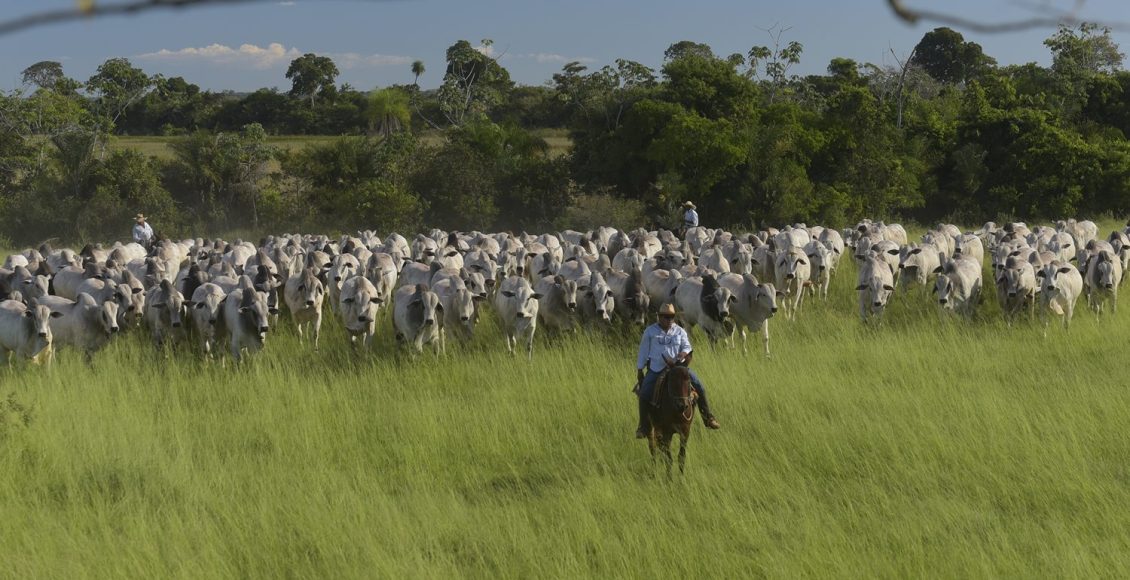 Vaqueiros tocando touros NElore Grendene Pasto
