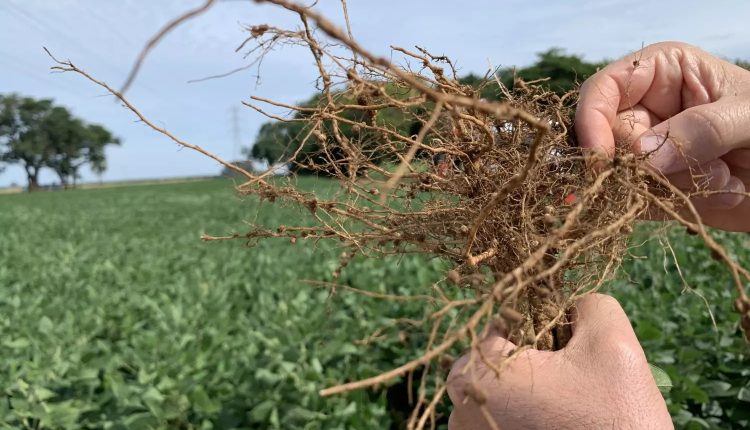 Pesquisas inéditas comprovam eficiência das descargas elétricas no controle de nematoides