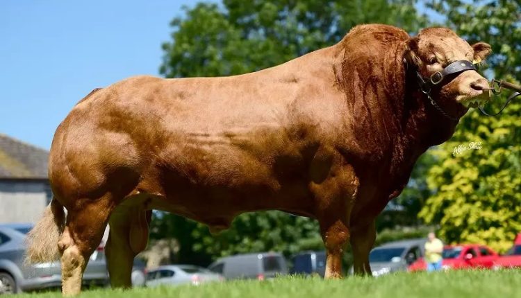 raças bovinas mais valiosas do mundo