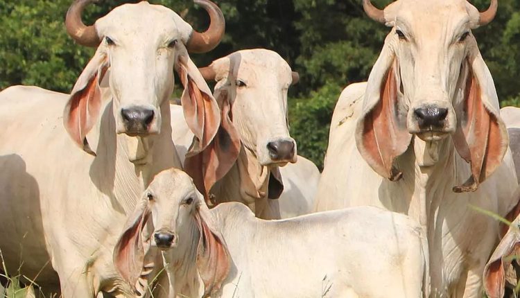 o Indubrasil na Fazenda Tamboril do Cassú - foto Jadir Bison