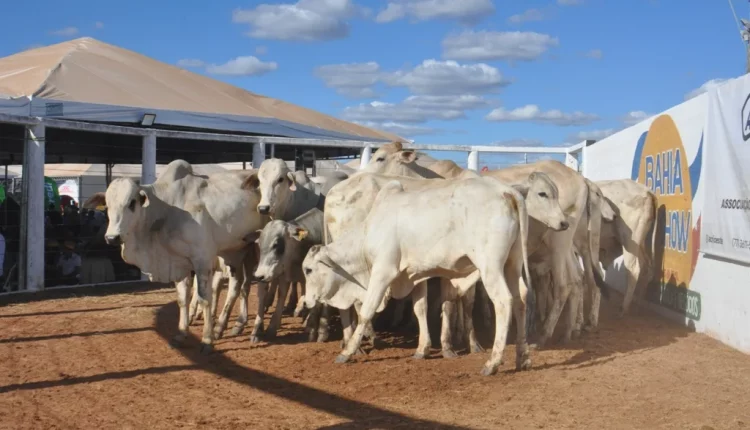 Leilão de gado de corte supera expectativas dos compradores na Bahia Farm Show