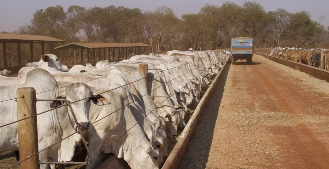 sequestro de vacas de cria