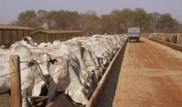 sequestro de vacas de cria