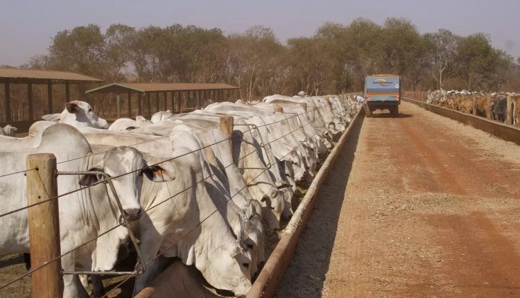 sequestro de vacas de cria