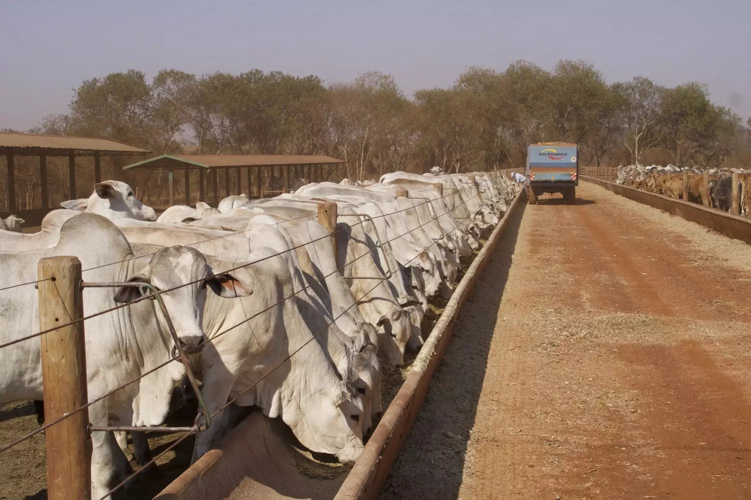 sequestro de vacas de cria