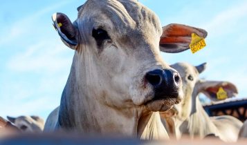 dieta de confinamento