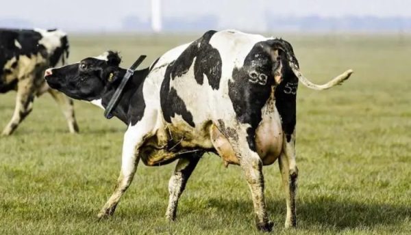 cobrar imposto de CO² sobre o gado