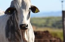 Exportação impulsiona alta no preço do boi gordo; veja cotação pelo país